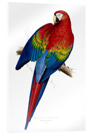 Obraz na szkle akrylowym  Red &amp; Yellow Macaw - Edward Lear