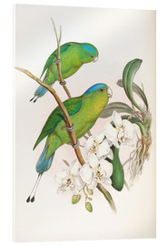 Obraz na szkle akrylowym  Philippine Racket tailed Parrot - John Gould