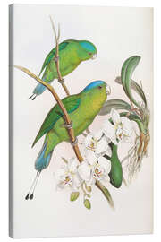 Obraz na płótnie  Philippine Racket tailed Parrot - John Gould