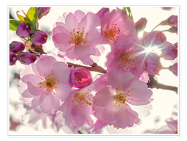 Plakat  Sakura spring - Steffen Gierok