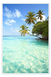 Plakat  Turquoise sea and palm trees, Maldives - Matteo Colombo