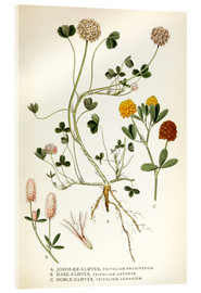 Obraz na szkle akrylowym  Trifolium arvense - Carl Axel Magnus Lindman