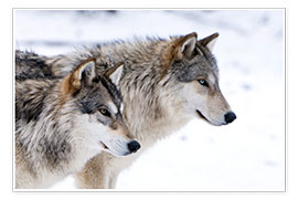 Plakat  Two Wolves in the snow - Louise Murray