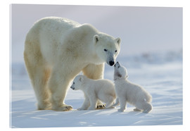 Obraz na szkle akrylowym  Polar bear family, Wapusk National Park - David Jenkins
