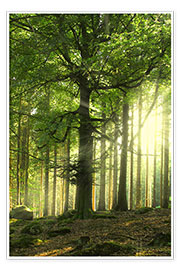Plakat Sunlight in forest
