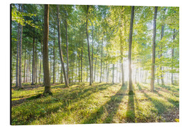 Obraz na aluminium  Forest at sunrise - Hannes Cmarits