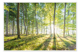 Plakat  Forest at sunrise - Hannes Cmarits