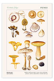 Plakat  Mushrooms and truffles - Elizabeth Rice
