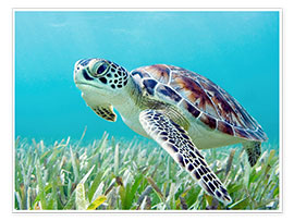 Plakat  Green sea turtle - M. Swiet