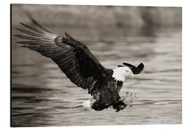 Obraz na aluminium  Bald Eagle Hunting - John Hyde