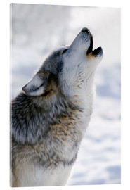 Obraz na szkle akrylowym  Howling Wolf Grey - Mark Newman