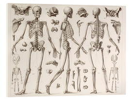 Obraz na szkle akrylowym  Skeleton Of A Fully Grown Human - Vintage Educational Collection