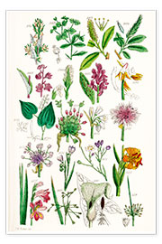 Plakat  Polne kwiaty, rys. 1161-1680 - Sowerby Collection