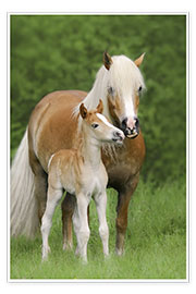 Plakat  Haflinger Horse Foal with Mum - Katho Menden