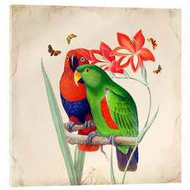 Obraz na szkle akrylowym  Oh My Parrot I - Mandy Reinmuth