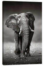 Obraz na płótnie  Elephant bull approaching - Johan Swanepoel