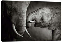 Obraz na płótnie  Baby elephant interacting with Mother - Johan Swanepoel