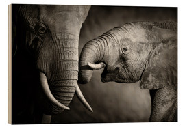 Obraz na drewnie  Baby elephant interacting with Mother - Johan Swanepoel