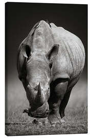 Obraz na płótnie  Rhinoceros portrait - Johan Swanepoel