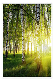 Plakat  Birches flooded with light