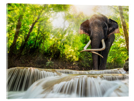 Obraz na szkle akrylowym  Asian Elephant