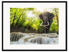 Plakat artystyczny premium w ramie  Asian Elephant
