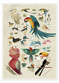 Plakat  Birds - Dieter Braun
