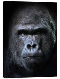 Obraz na płótnie  male gorilla in Portrait