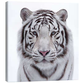 Obraz na płótnie  Biały tygrys