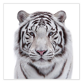 Plakat  Biały tygrys