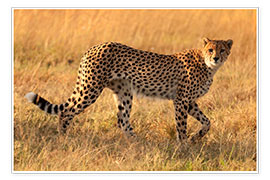 Plakat  Cheetah looking for its prey