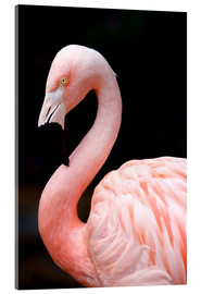 Obraz na szkle akrylowym  Pink Flamingo