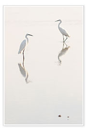 Plakat Egrets morning