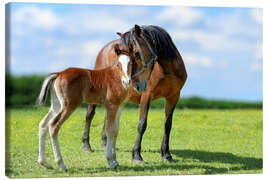 Obraz na płótnie  Mother Love - mare with foal