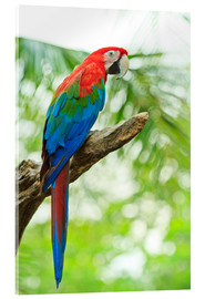 Obraz na szkle akrylowym  Tropical parrot