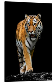 Obraz na szkle akrylowym  Tygrys