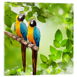 Obraz na szkle akrylowym  2 blue and yellow parrot