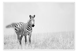 Plakat  Zebra colt