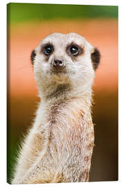 Obraz na płótnie  Attentive meerkat - Edith Albuschat
