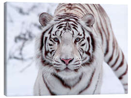 Obraz na płótnie  Biały tygrys bengalski