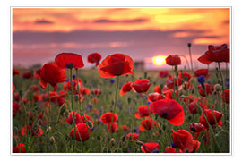 Plakat Poppies in sunset