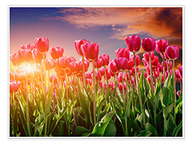 Plakat  Tulip field in the evening light