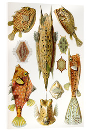 Obraz na szkle akrylowym  Ostraciontes cowfish species - Ernst Haeckel