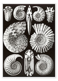 Plakat Ammonitida or extinct fossil ammonites