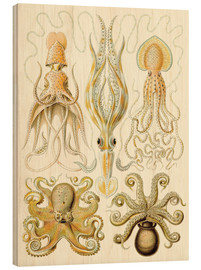 Obraz na drewnie  Squid and octopi - Ernst Haeckel