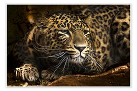 Plakat Leopard on the lookout