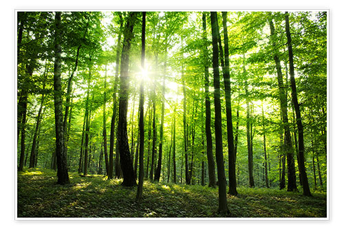 Plakat Wiosenne promienie słońca w lesie