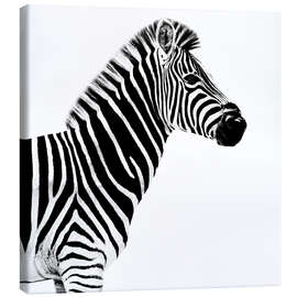 Obraz na płótnie  Zebra on white - Philippe HUGONNARD