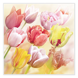 Plakat  Various tulips