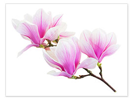 Plakat  Branch of pink magnolia